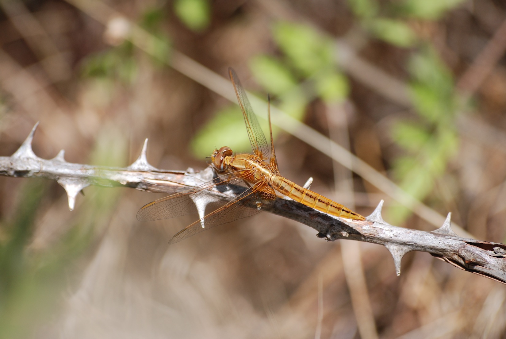 Parliamo di: Scheda Crocothemis erythraea